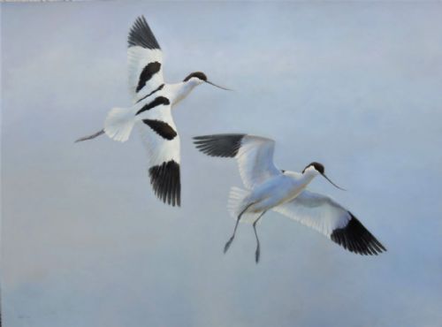 Neil Cox - Dropping In, Avocets Over the Exe