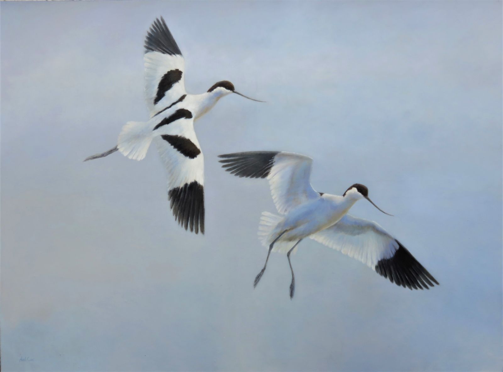 Dropping In, Avocets Over the Exe by Neil Cox